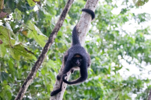 White-bellied Spider-Monkey near Laguna Paikawe